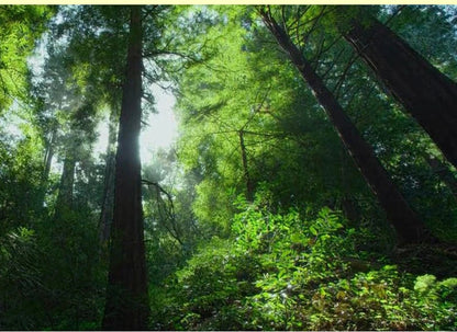 다층 발코니 꽃꽂이 - 식물 애호가를 위한 공간 절약형 시크함