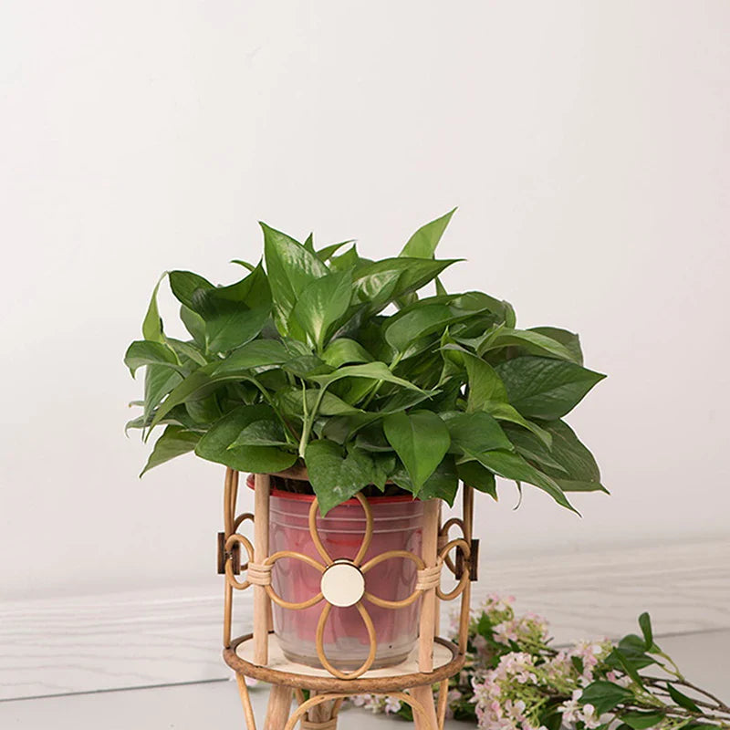 Hollow Rattan Plant Stand - Elevate Your Home Decor!